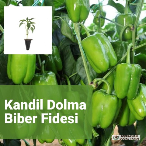 Fide Üretimi